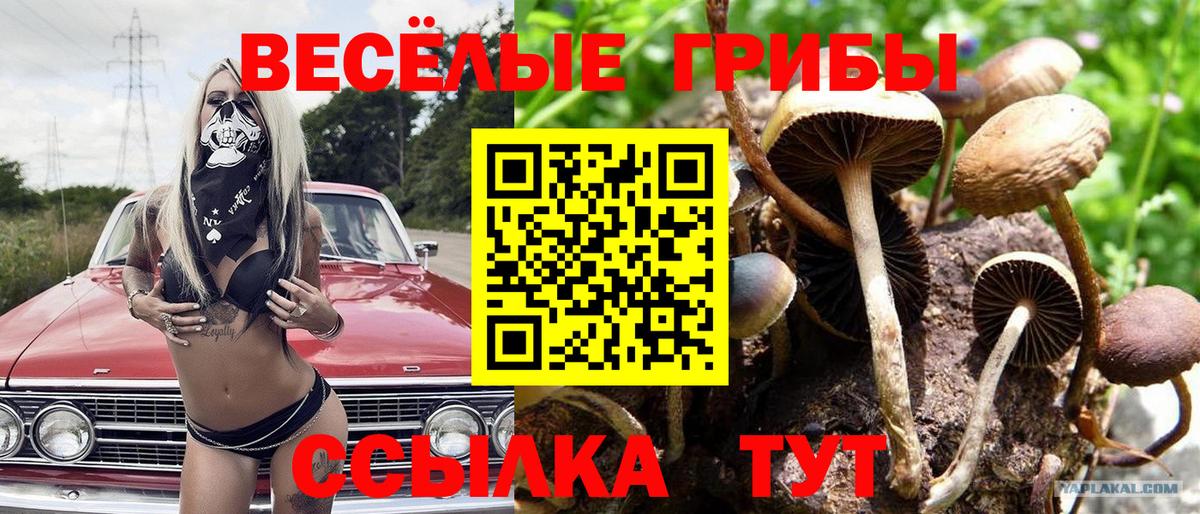 Галлюциногенные грибы прущие грибы Кулебаки